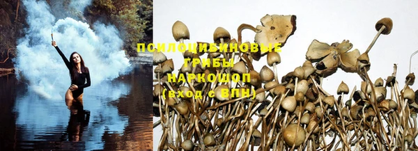 ПСИЛОЦИБИНОВЫЕ ГРИБЫ Елабуга