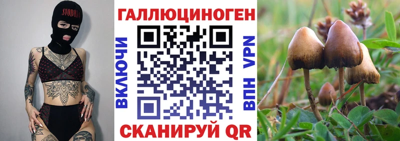 где купить наркоту  omg вход  Псилоцибиновые грибы Magic Shrooms  Братск 